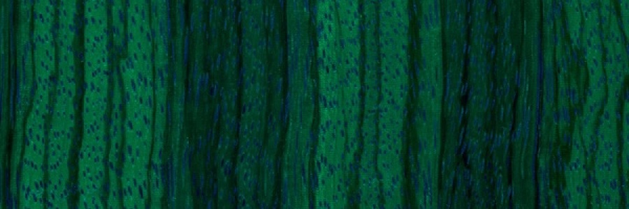 Moss Green Transparent - Zebra Wood